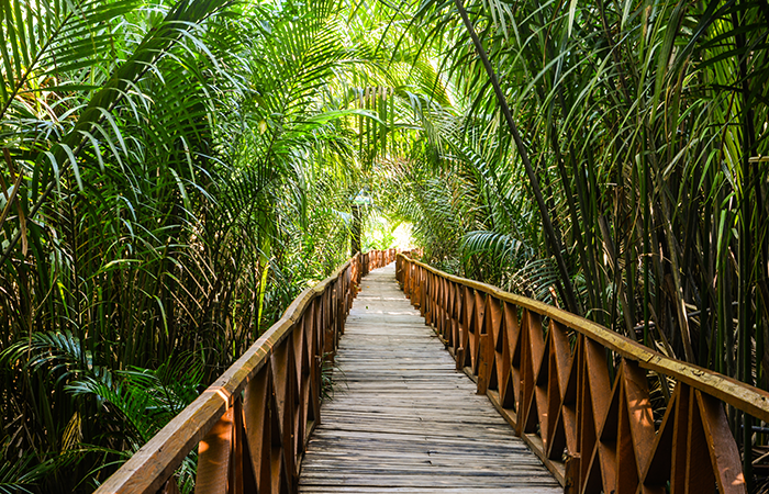 mangrovewalkway