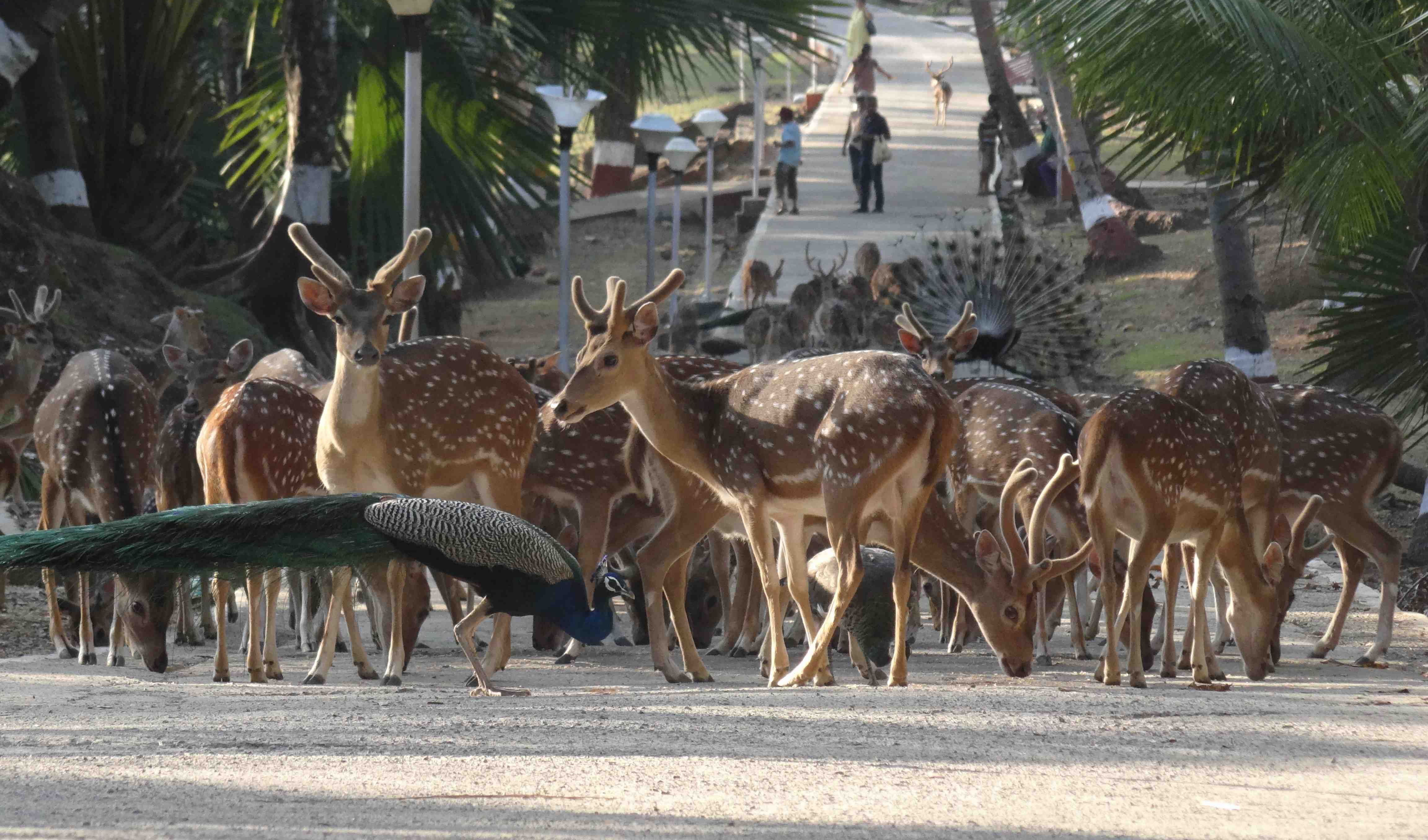 Ross Island Wild Life