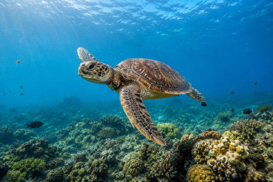 Sea Turtles of the Andaman and Nicobar Islands